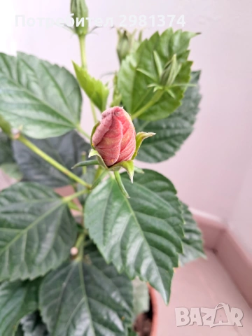 Китайска роза