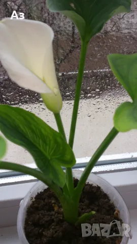 Продавам цветя Кала