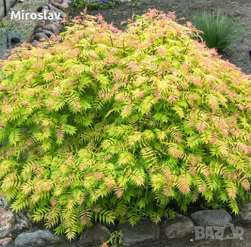 Сорбария (Sorbaria Sorb."Sem"®), снимка 2 - Градински цветя и растения - 44878063