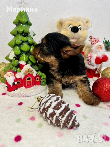 Йоркширски териер-супер мини йорки, снимка 4 - Йоркширски териер - 50231963