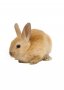 Пълноценнa смеска/фураж за зайци стартер БОНМИКС, Мелхран 10кг, снимка 1 - За селскостопански - 37237498