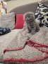 Шотландски клепоухи котета , снимка 10