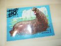 МАРКА 10 1978 СССР МОРСКОЙ СЛОН 1303231548, снимка 2