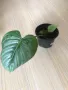 Philodendron Sodiroi , снимка 2
