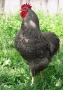 Свободни 4 кокошки Ивичест плимутрок на 1г и 8м- внасяни от мен от Турция - много добри , снимка 2