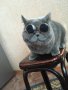 Слънчеви очила за котки и кучета , очила за куче котка, снимка 7