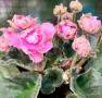 Saintpaulia Сейнтполия Сентполия African Violet Aфриканска теменужка стайна теменужка Фiалка, снимка 11