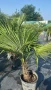 Палма Трахикарпус -22, снимка 11