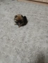 Mini Pomeran, снимка 9