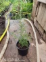Розмарин – Разсад , снимка 5