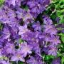 Clematis ‘Solina’, снимка 1