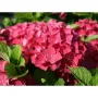 Хортензия Hydrangea red baron, снимка 3