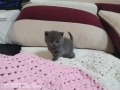 Британски котета, снимка 5