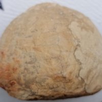 морски търалеж вкаменелост, снимка 5 - Антикварни и старинни предмети - 43116822