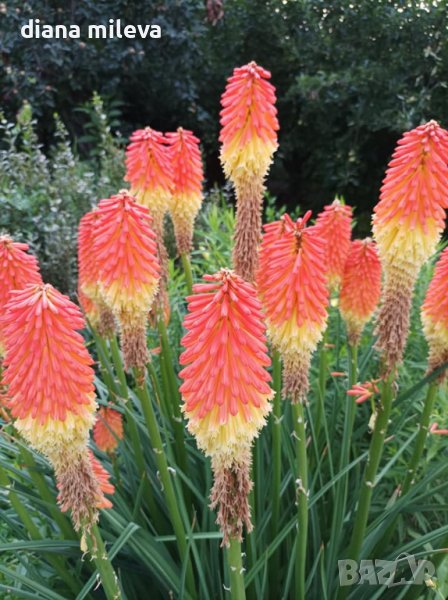 Книфофия, студоустойчива, снимка 1