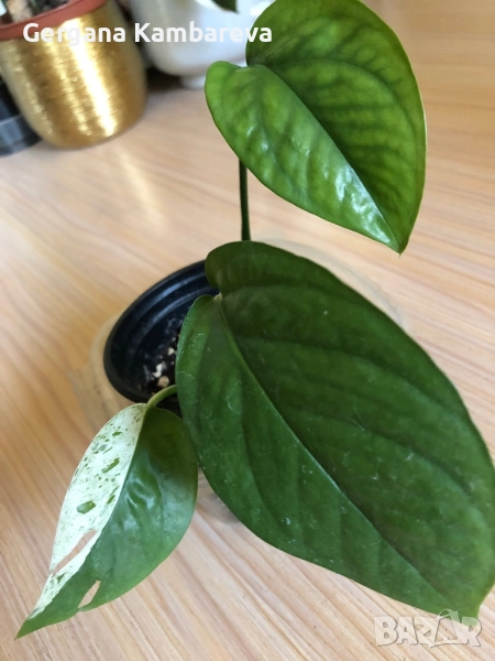 Epipremnum pinnatum Marble , снимка 1