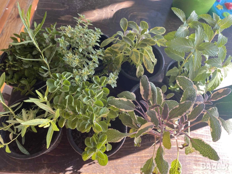 6 броя БИО билки-подправки, снимка 1