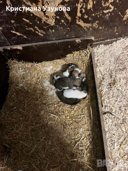 Подарявам кученца Джак ръсел, снимка 1