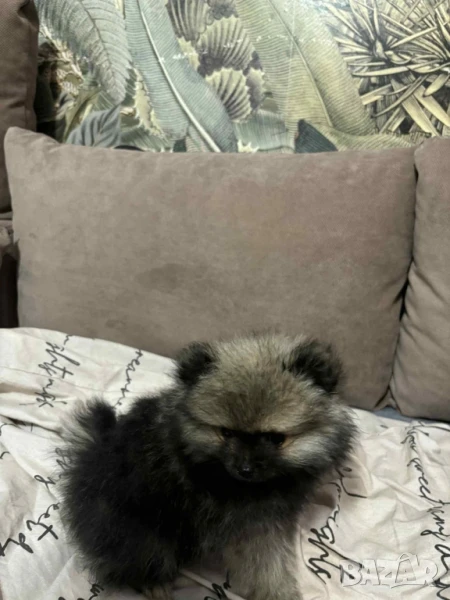 продавам померан на 2 месеца , снимка 1