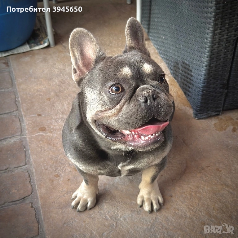 Мъжки френски булдог , снимка 1