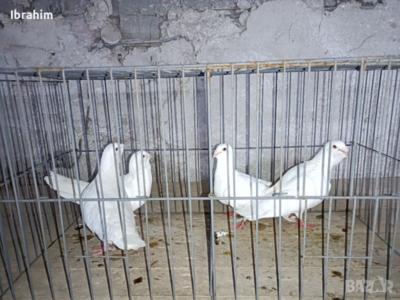 Adanski galabi, снимка 1