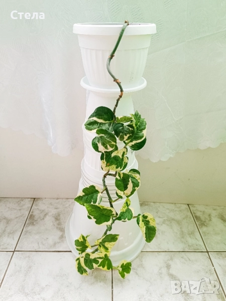 бял Бенджамин и Сциндапсус , снимка 1