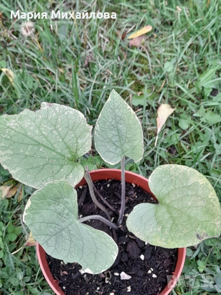 Различни видове градински растения, снимка 1