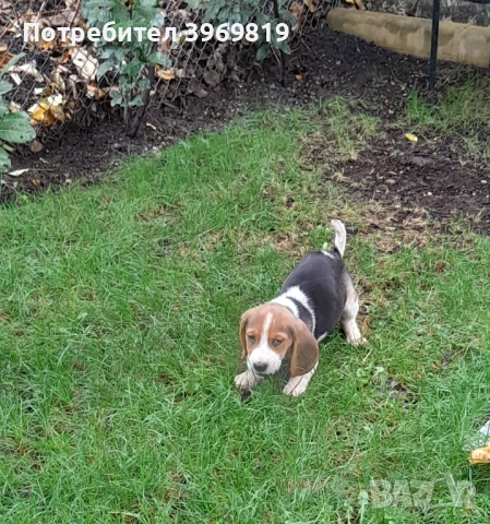 Бигъли , снимка 2 - Бигъл - 50899235
