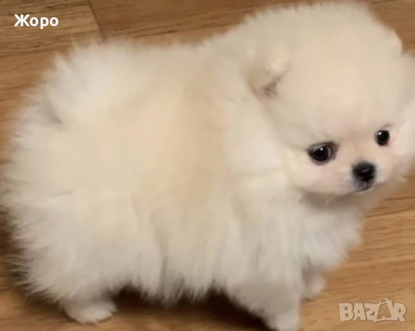 Померан мъжки и женски , снимка 4 - Шпиц - 53139091