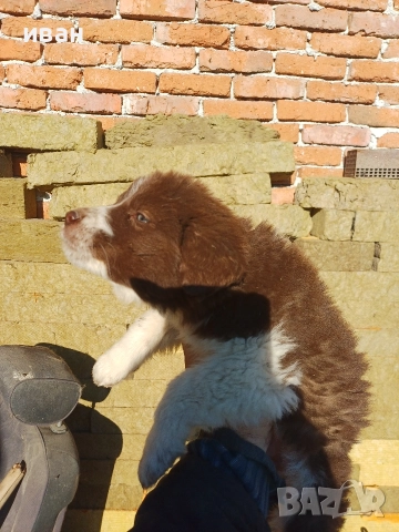 бок каракачанка , снимка 11 - Каракачанска овчарка - 52791726