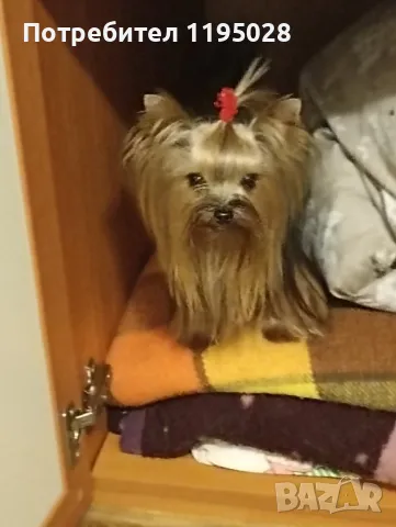 Йорки  - Йоркширски териер  джудже, снимка 4 - Йоркширски териер - 34814741