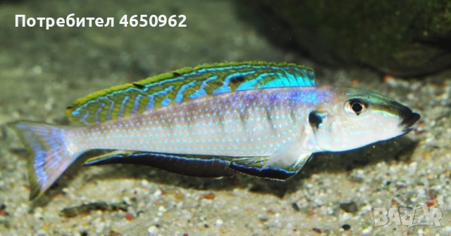 Аквариумни риби, африкански цихлиди от езерото Танганика, снимка 7 - Рибки - 52416463