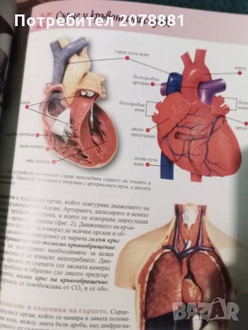 Биология цяла енциклопедия Човешкото тяли, снимка 3 - Енциклопедии, справочници - 34832392