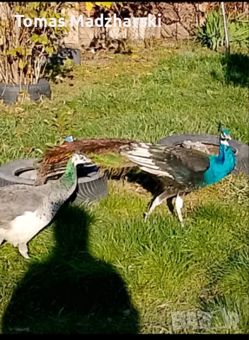 1 женски и 1 мъжки паун, снимка 3 - други­ - 53214236