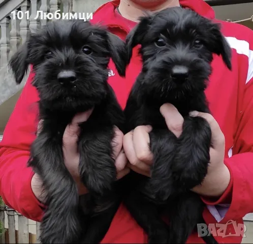 Мител Шнауцери 