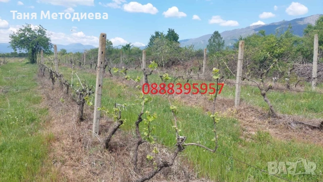 Лозе Червен Карловски Мискет – 2×7.174 дка, плододаващо, 21 реда × 200 м, до кв. Анево – Сопот, снимка 8 - Земеделска земя - 52501810