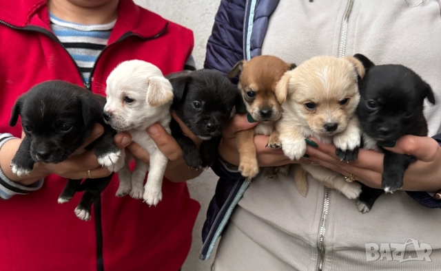 Мини чихупинчери 