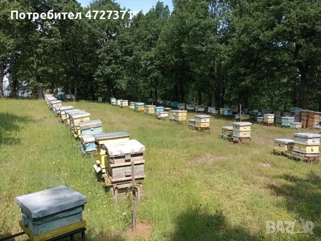 Натурален домашен и пчелен мед - директно от пчелар