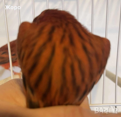 Продавам чифт 