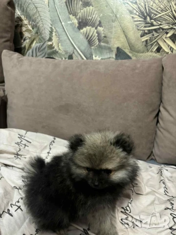 продавам померан на 2 месеца , снимка 1