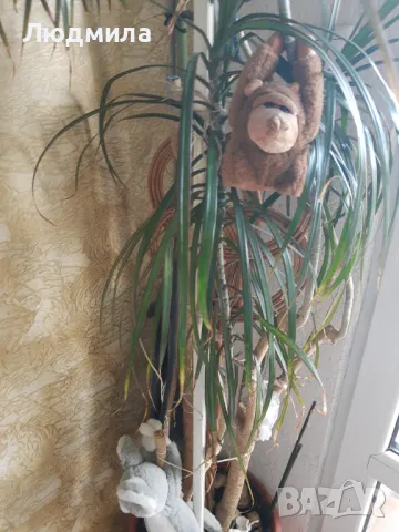 Палма,Драцена,голяма,многогодишна,Прекрасна,Уникална, снимка 3 - Стайни растения - 50223141