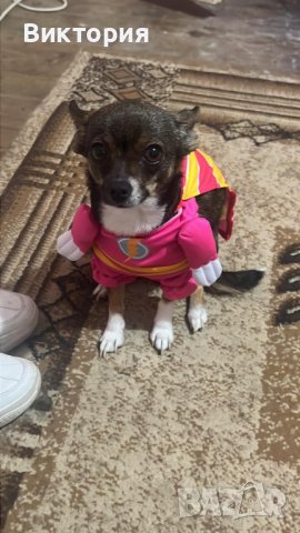 Весели дрешки за кучета- супергерои Superman/ Bathman /Wonder woman, снимка 7 - За кучета - 40685243