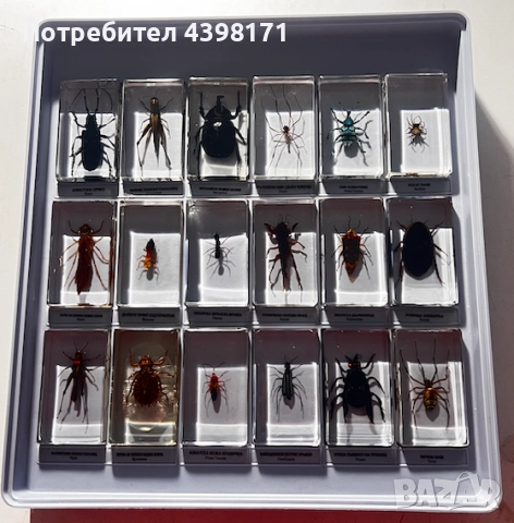 Колекция Истински буболечки, снимка 4 - Колекции - 52425118