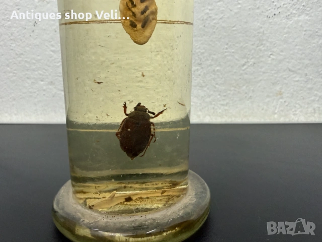 Развитие на майски бръмбар в стъкленица №7810 , снимка 3 - Декорация за дома - 53031556