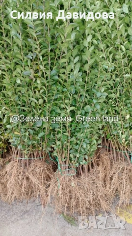 0.70 лв. Лигуструм на корен, снимка 2 - Градински цветя и растения - 52515719