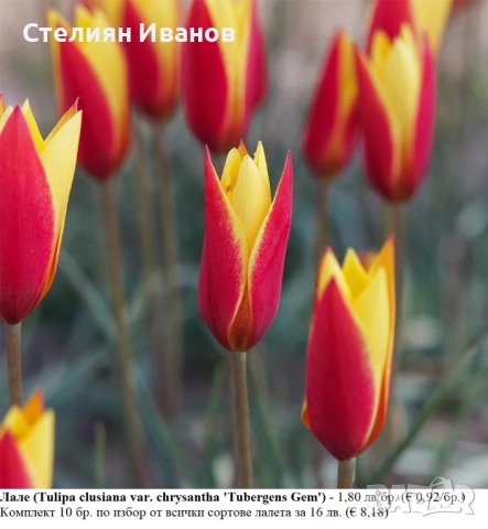 БОТАНИЧЕСКИ ЛАЛЕТА – ЛУКОВИЦИ, снимка 8 - Сортови семена и луковици - 52372825