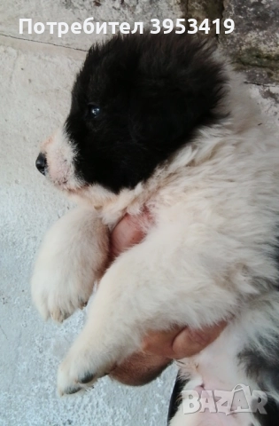 каракачански кученца , снимка 6 - Каракачанска овчарка - 52283861