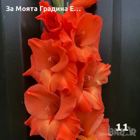 Гладиоли , снимка 11 - Градински цветя и растения - 49762560