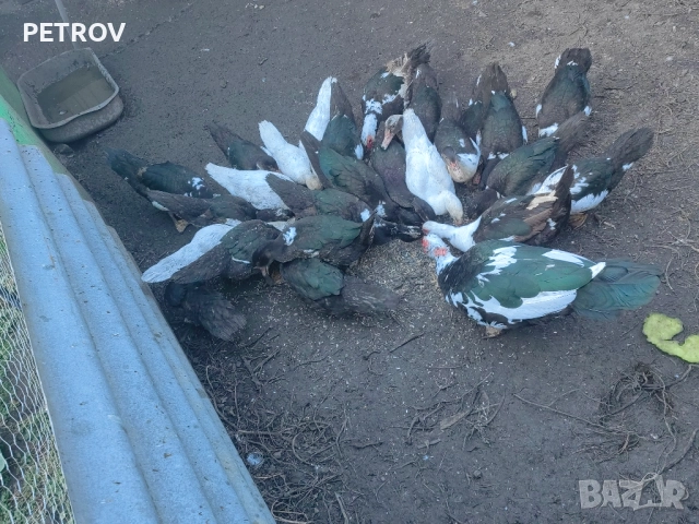 продавам неми патици  0877745051, снимка 2 - Патици и гъски - 51959664