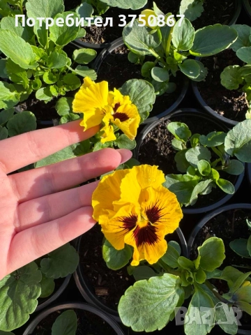 💞☀️🌿 Къдрави теменужки - Frizzle Sizzle, снимка 7 - Градински цветя и растения - 52084793